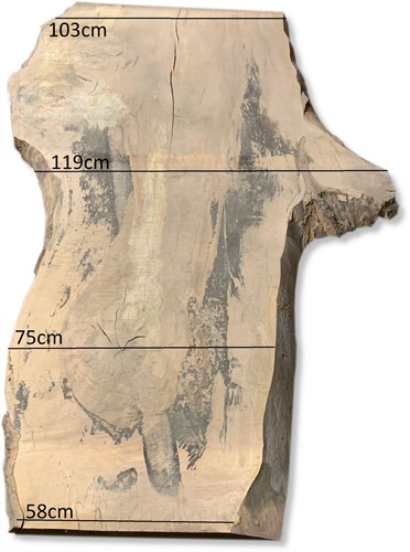 Boomstamblad | Beuk | 252cm lang | 8cm dik | M02-2