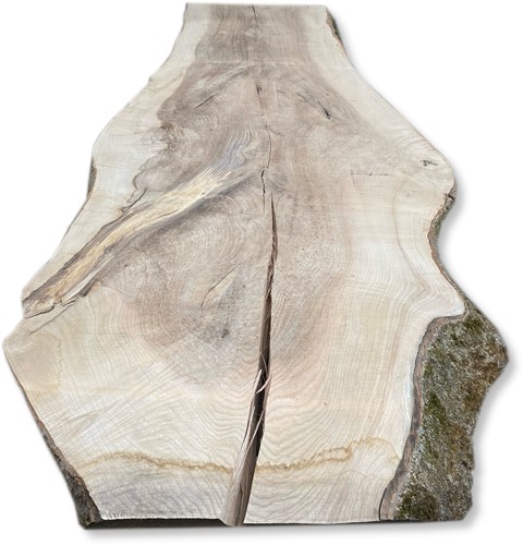 Boomstamblad | Es | 265cm lang | 10cm dik | E06