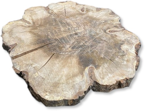 Boomstamblad Rond | Eik | Ø124cm | 10cm dik | R10