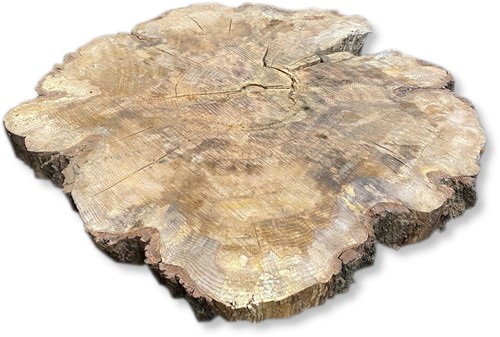 Boomstamblad Rond | Eik | Ø145cm | 10cm dik | R13