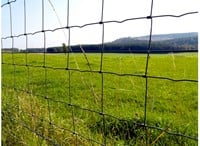 Schapengaas | 50 meter rol-2
